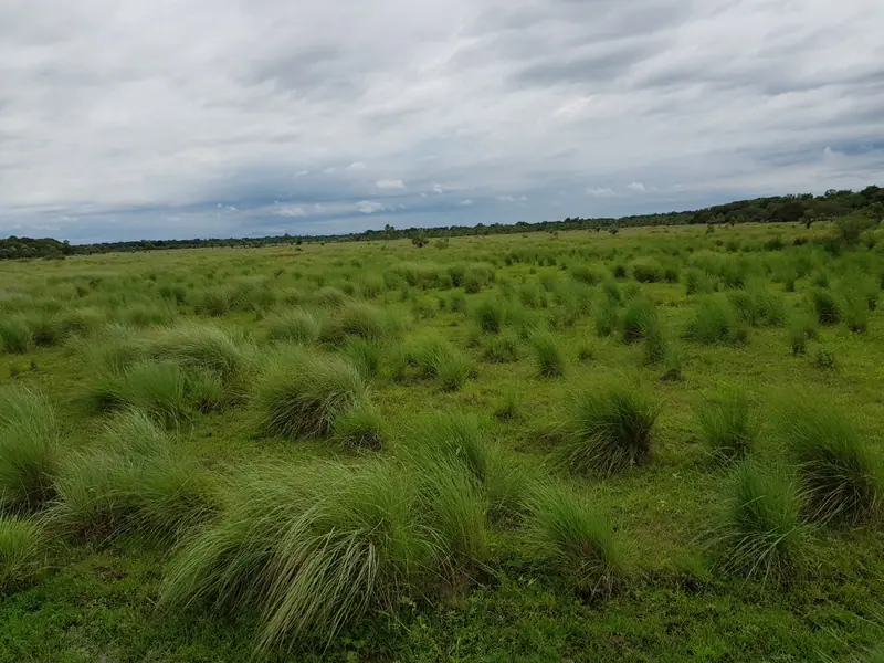 Campo ganadero de 1.611 ha con arroyo en Pirané: foto 2 de 6