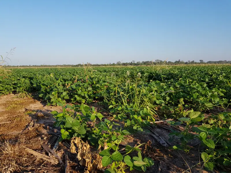 Campo agrícola de 89 ha en Tres Isletas: foto 4 de 6