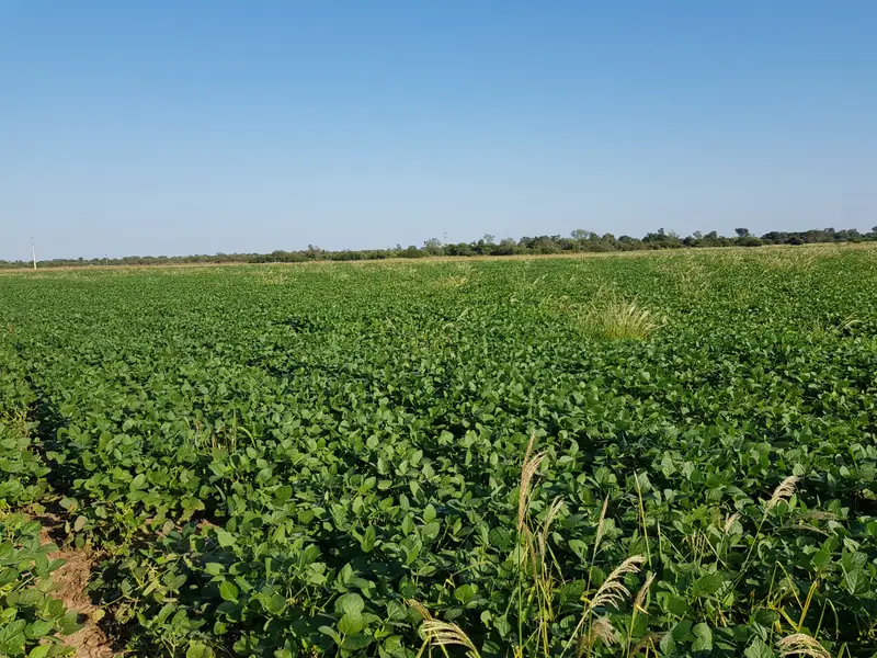 Campo agrícola de 89 ha en Tres Isletas: foto 5 de 6