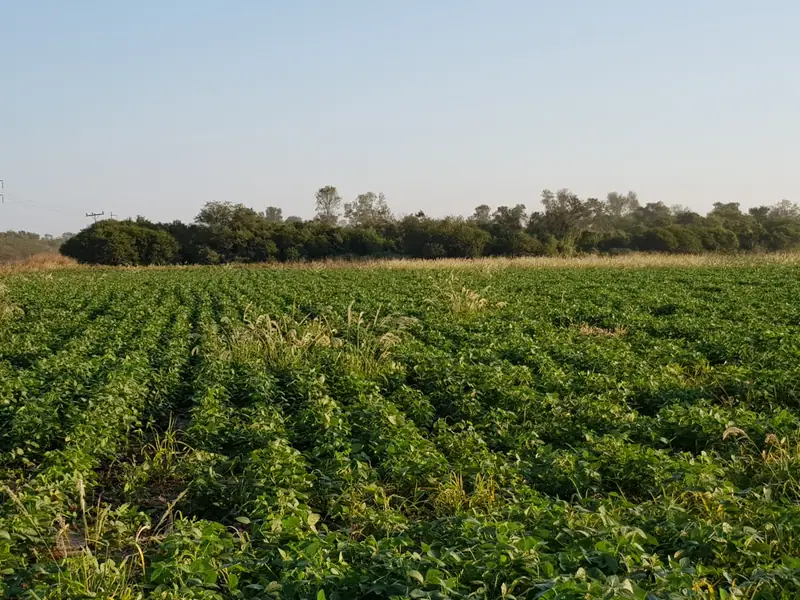 Campo agrícola de 89 ha en Tres Isletas: foto 6 de 6