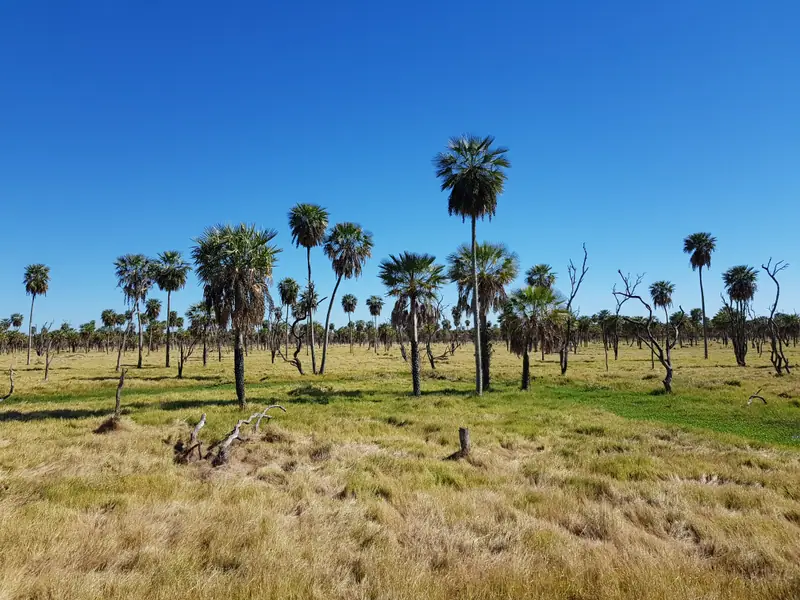 Campo de cría y recría de 12.150 ha en Bartolomé de las Casas: foto 2 de 6