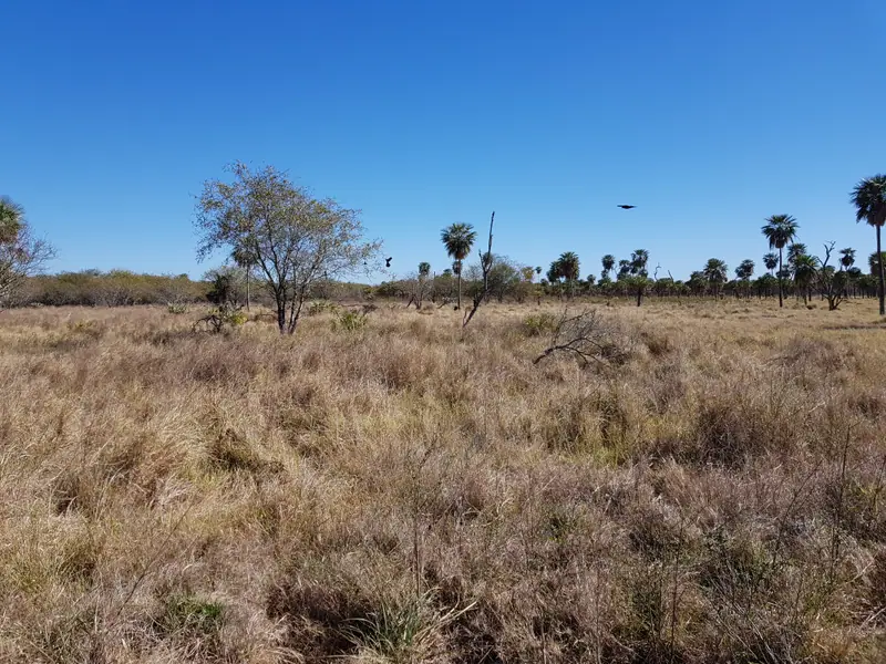 Campo de cría y recría de 12.150 ha en Bartolomé de las Casas: foto 6 de 6