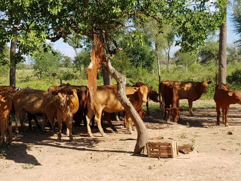 Campo de 2.039 ha con 450 ha de gatton panic en Los Chiriguanos: foto 4 de 6