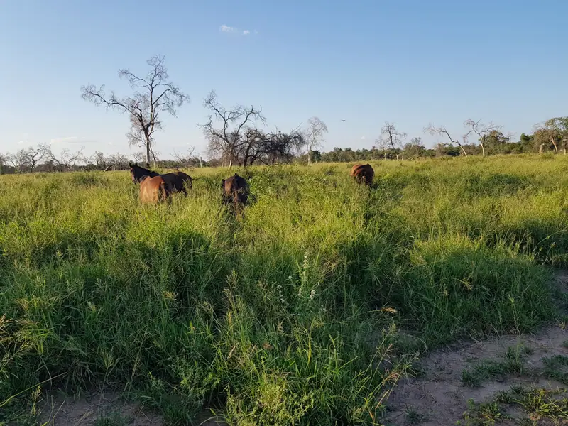 Campo de 2.039 ha con 450 ha de gatton panic en Los Chiriguanos: foto 5 de 6