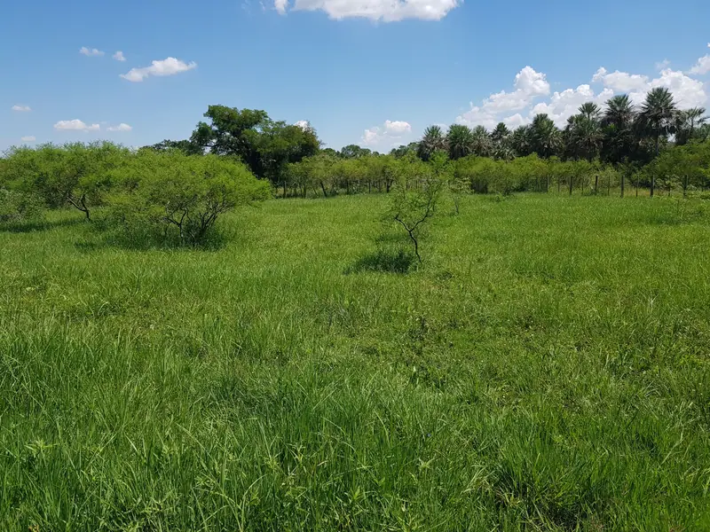 Campo de 6.708 ha sobre los ríos Paraguay y Bermejo: foto 6 de 6