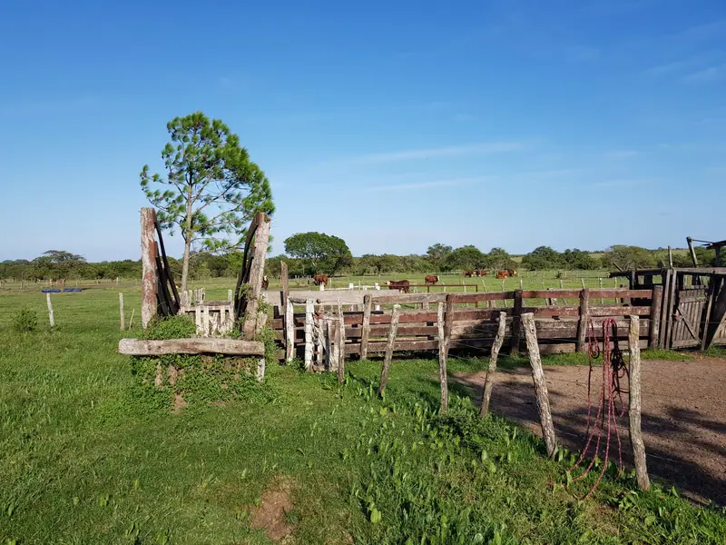 Campo ganadero de 687 ha, base de una cabaña Braford, en Felipe Yofre: foto 4 de 6