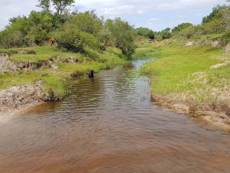 Campo ganadero de 687 ha, base de una cabaña Braford, en Felipe Yofre: foto 5 de 6