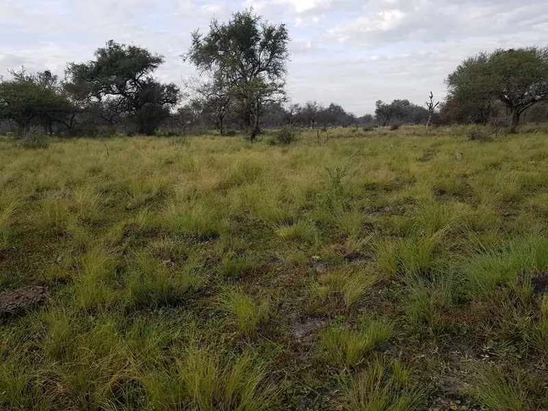 Campo mixto de 1.300 ha en Paraje Capitá Miní, Mercedes: foto 5 de 5