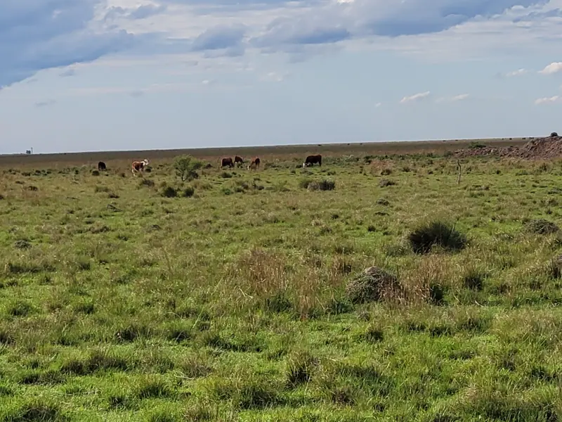 Campo ganadero de cría de 443 ha en San Salvador: foto 4 de 6
