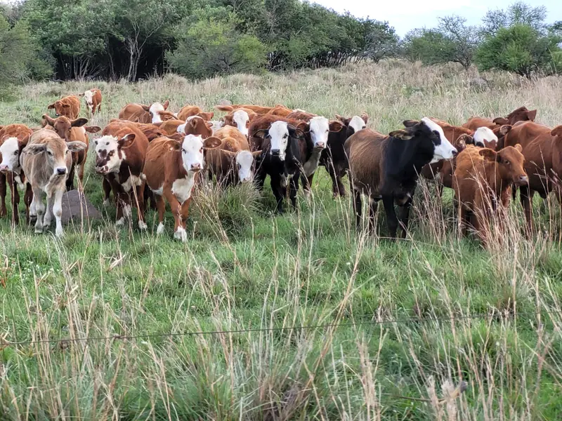 Campo ganadero de cría de 443 ha en San Salvador: foto 6 de 6