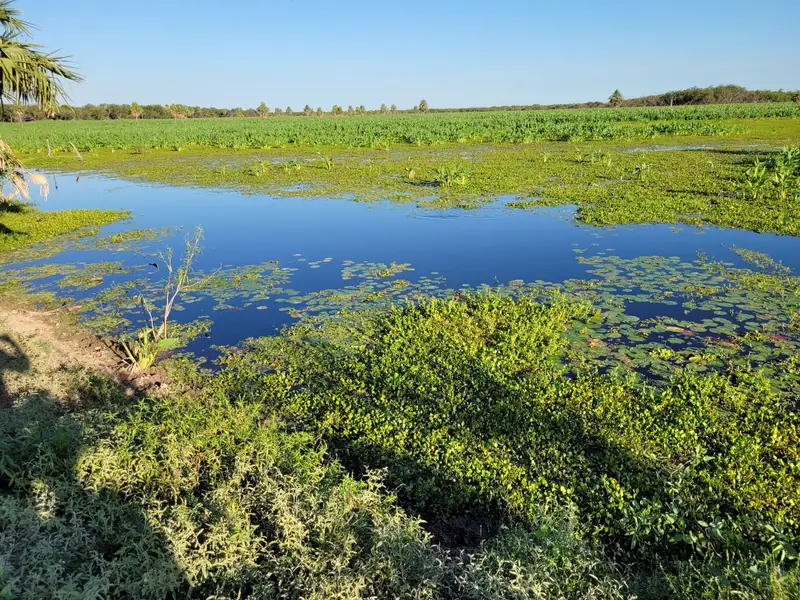 Campo mixto de 1.863 ha sobre asfalto en Estanislao del Campo: foto 4 de 8