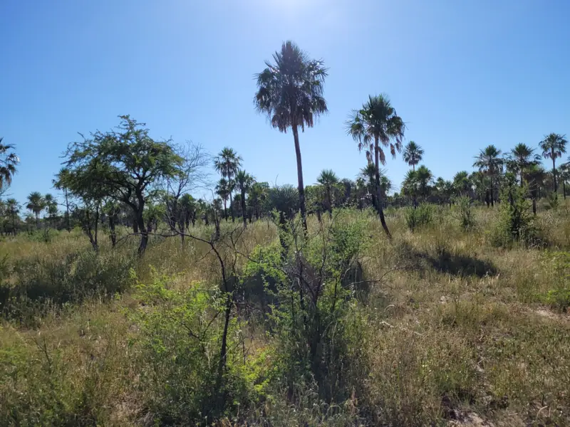 Campo mixto de 1.863 ha sobre asfalto en Estanislao del Campo: foto 5 de 8