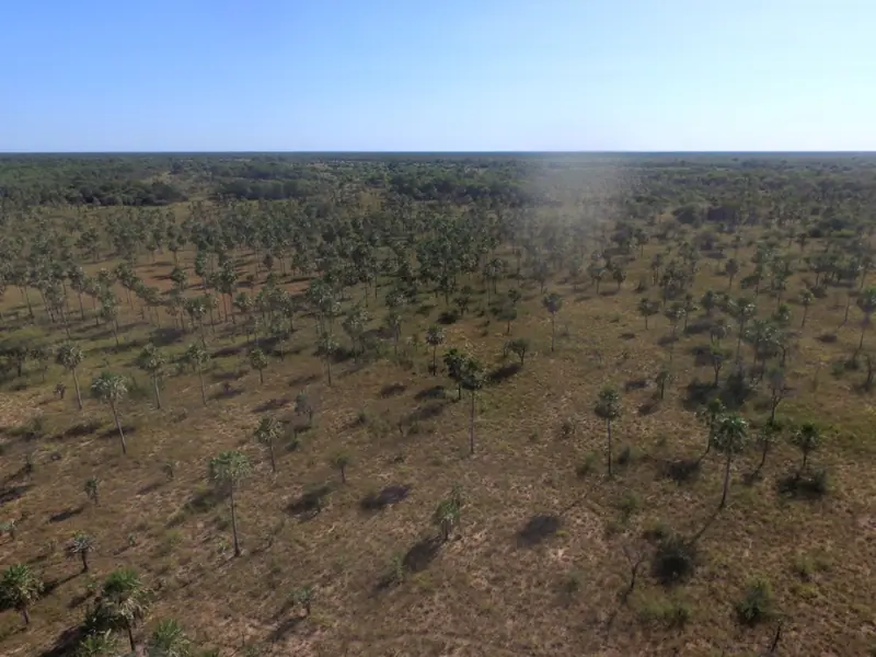 Campo mixto de 1.863 ha sobre asfalto en Estanislao del Campo: foto 7 de 8