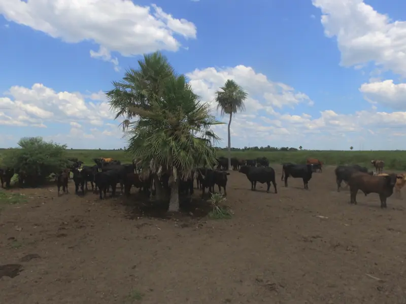 Campo de 1.846 ha a tranquera cerrada a 18 km de Formosa: foto 4 de 7