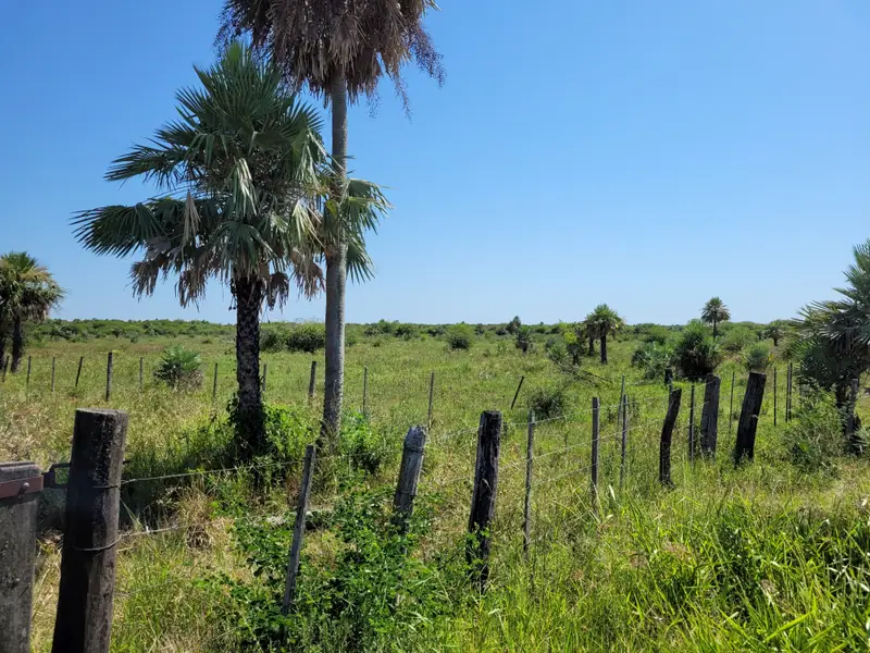 Campo de 1.846 ha a tranquera cerrada a 18 km de Formosa: foto 5 de 7