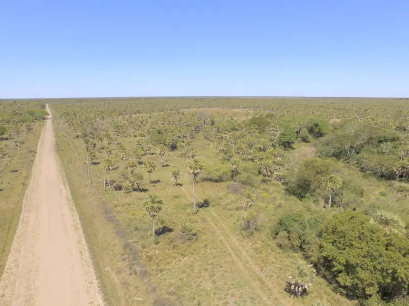 Campo ganadero de 600 ha con luz eléctrica en Colonia Tacuarí: foto 3 de 7