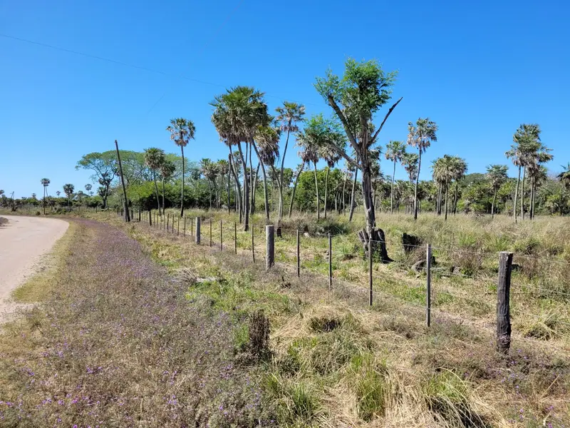 Campo ganadero de 600 ha con luz eléctrica en Colonia Tacuarí: foto 4 de 7