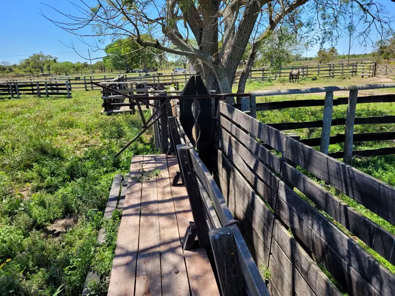 Campo ganadero de 600 ha con luz eléctrica en Colonia Tacuarí: foto 6 de 7