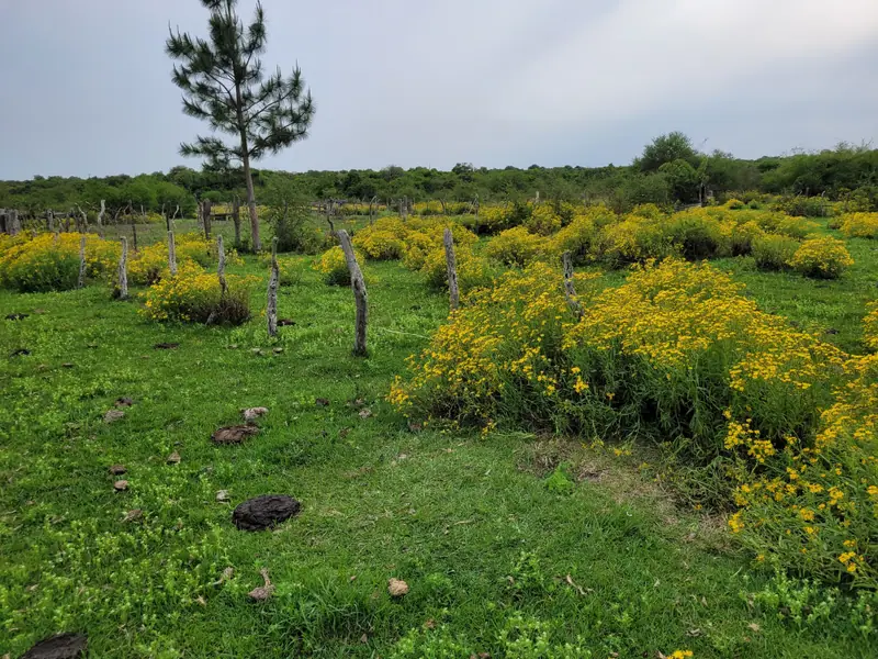 Campo mixto de 92,18 ha con arroyo en Paraje Boquerón: foto 7 de 7