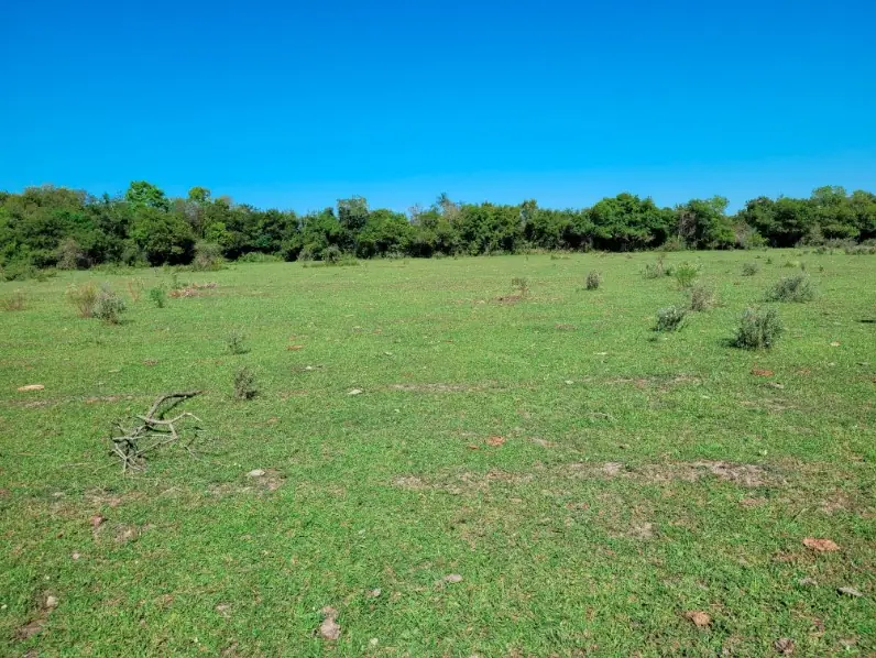 Campo de 45 ha con casa y perforaciones en Paraje Boquerón: foto 5 de 10