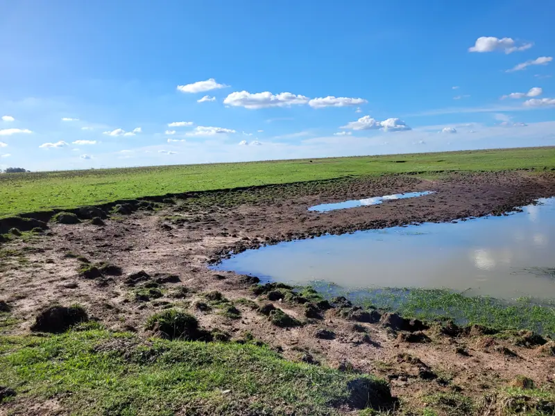 Campo mixto de 110 ha a 23 km de Mercedes: foto 2 de 10