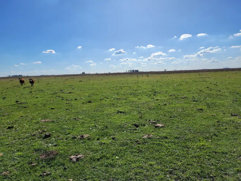 Campo mixto de 110 ha a 23 km de Mercedes: foto 8 de 10