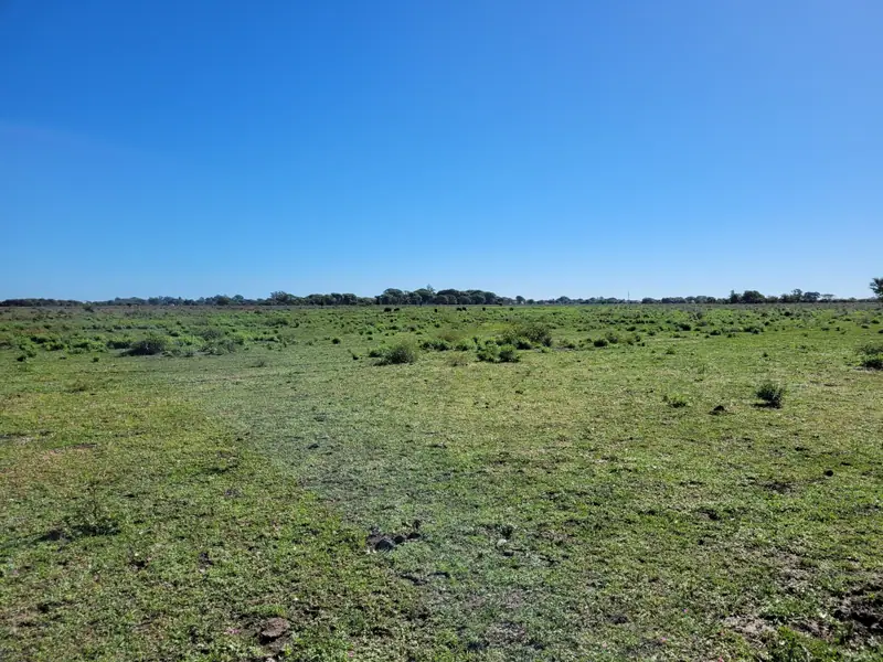 Campo de 310 ha a 2 km de San Lorenzo: foto 2 de 7