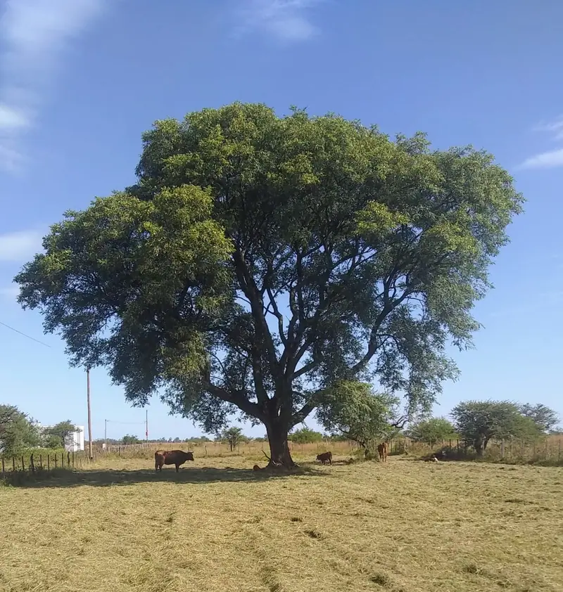 Lotes de 25 x 25 m en Barrio Los Aromos, Mercedes: foto 5 de 5