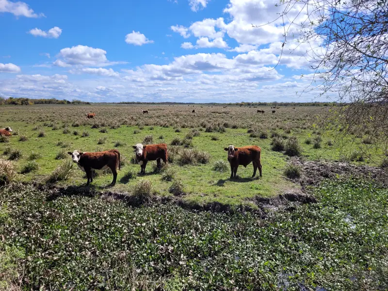 Campo mixto de 1.262 ha con casco y mejoras en La Paz: foto 8 de 15