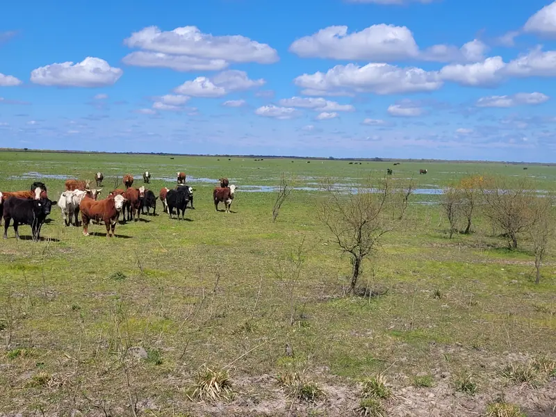 Campo mixto de 1.262 ha con casco y mejoras en La Paz: foto 9 de 15