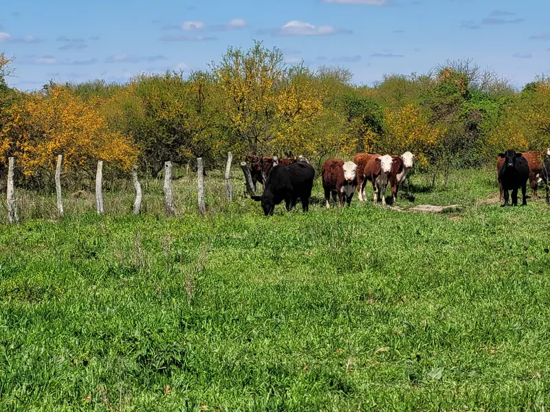 Campo mixto de 1.262 ha con casco y mejoras en La Paz: foto 10 de 15