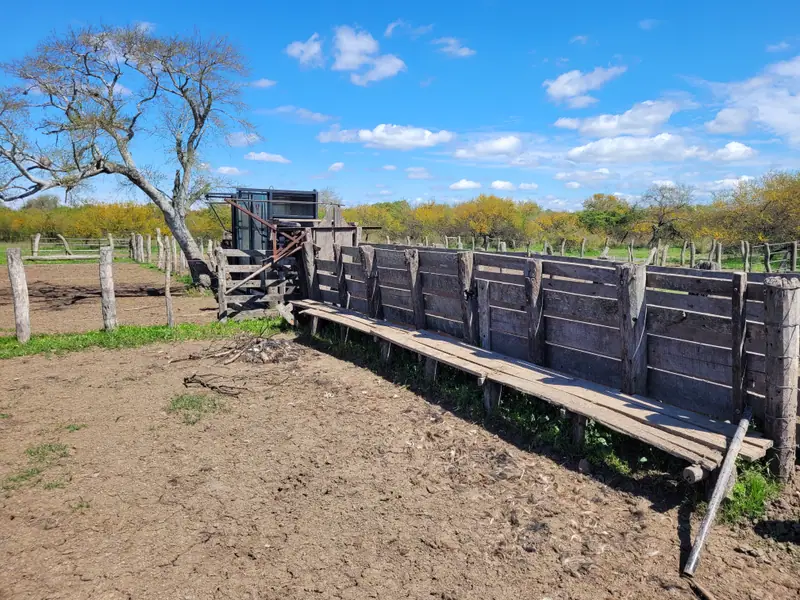 Campo mixto de 1.262 ha con casco y mejoras en La Paz: foto 11 de 15